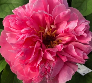 Thumbnail of Peony Titus Pullo, image 1 of 3