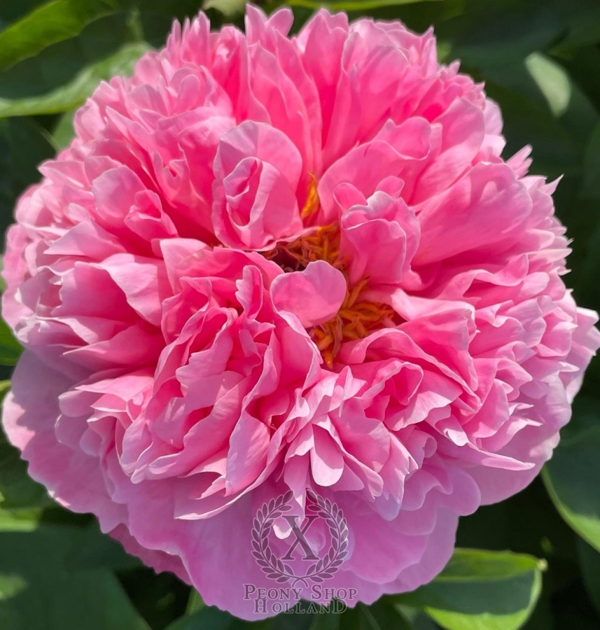 Peony Titus Pullo at peony nursery