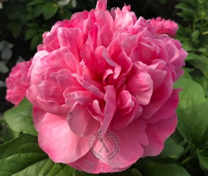 Thumbnail of Peony Titus Pullo, image 2 of 3