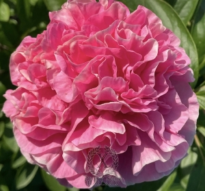 Thumbnail of Peony Titus Pullo, image 2 of 3