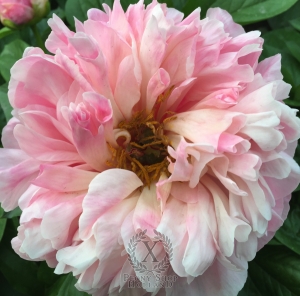 Thumbnail of Peony Titus Pullo, image 3 of 3
