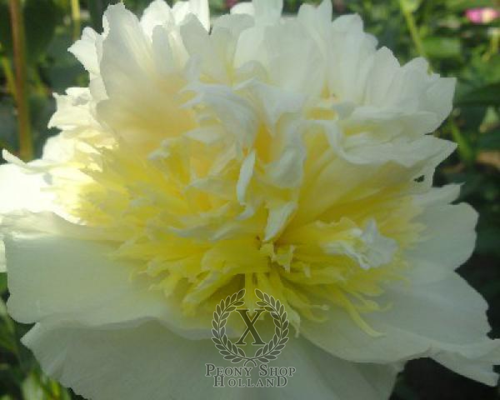 Peony Top Brass at peony nursery Peonyshop.com