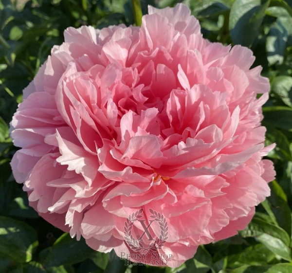 Peony Torch of Apollo