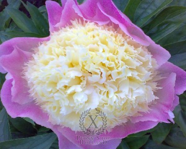 Peony Touch Of Class