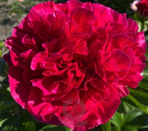 Thumbnail of Peony Trajan, image 2 of 8