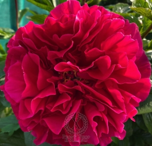 Thumbnail of Peony Trajan, image 3 of 8