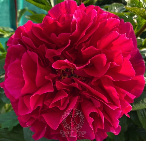 Peony Trajan, image 3 of 8