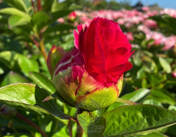 Peony Trajan, image 5 of 8