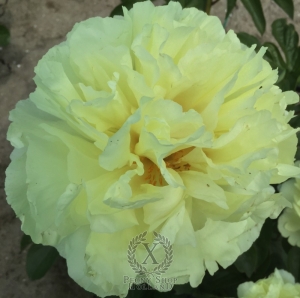 Thumbnail of Peony Tripod, image 1 of 5