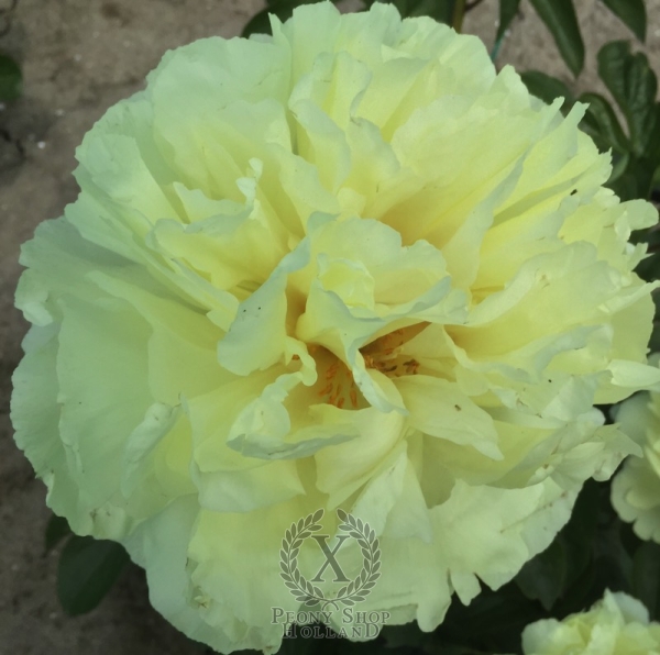 Peony Tripod, image 1 of 5