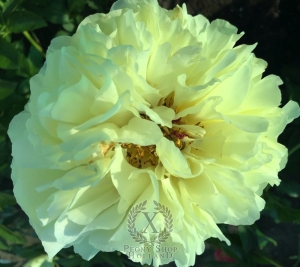 Thumbnail of Peony Tripod, image 2 of 5