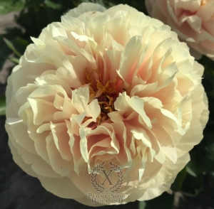 Thumbnail of Peony Triumph of Dionysos®, image 1 of 7