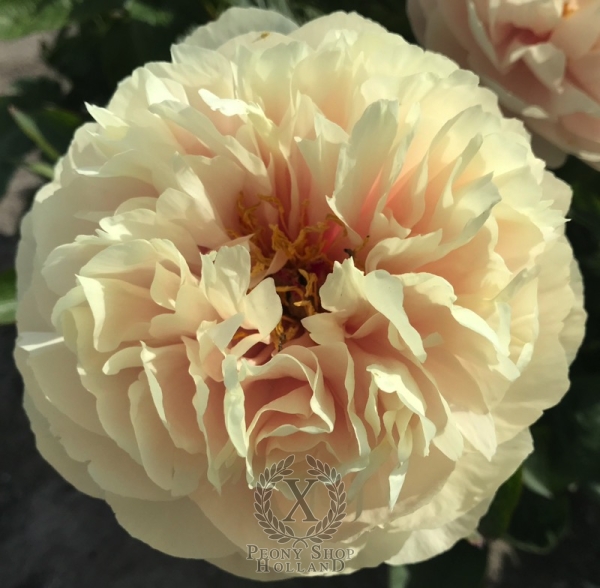 Peony Triumph of Dionysos®