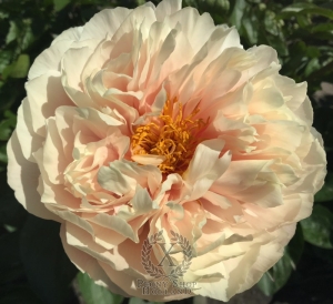 Thumbnail of Peony Triumph of Dionysos®, image 2 of 7