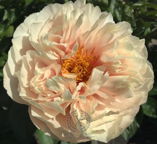 Peony Triumph of Dionysos®, image 2 of 7