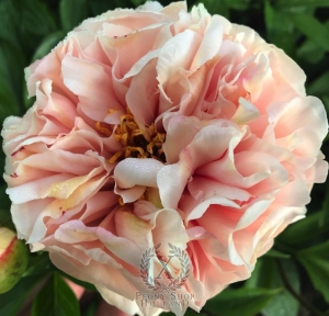 Thumbnail of Peony Triumph of Dionysos®, image 3 of 7