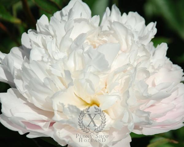 Peony Truly Yours
