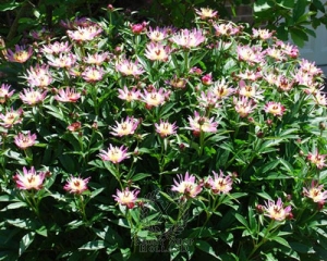 Thumbnail of Peony Twitterpated, image 1 of 2