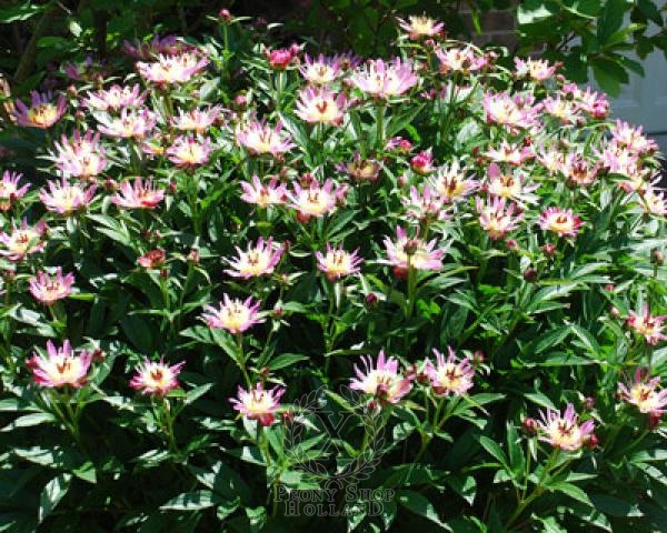 Peony Twitterpated, image 1 of 2