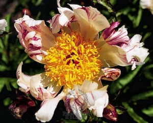 Thumbnail of Peony Twitterpated, image 2 of 2