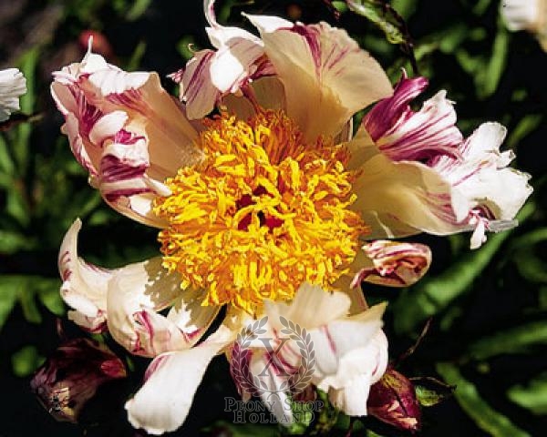 Peony Twitterpated, image 2 of 2