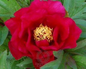 Thumbnail of Peony Unique, image 1 of 1