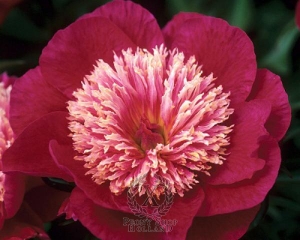 Thumbnail of Peony Ursa Major, image 1 of 1