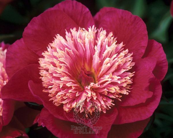 Peony Ursa Major