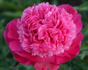 Thumbnail of Peony Ursa Minor, image 1 of 1