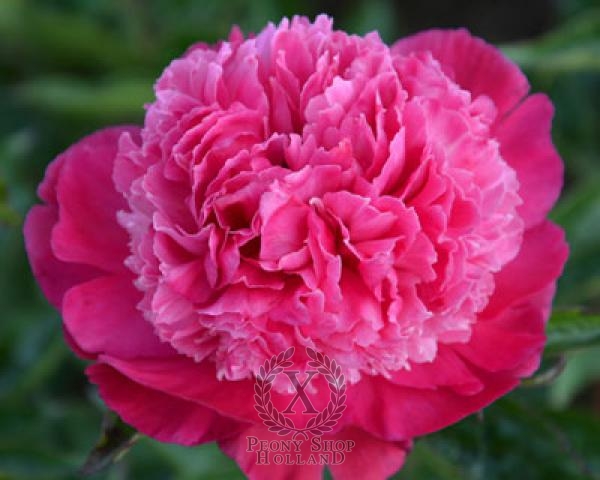 Peony Ursa Minor