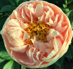 Thumbnail of Peony Valens, image 1 of 3