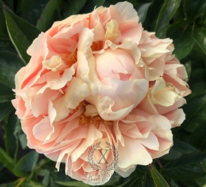 Thumbnail of Peony Valens®, image 2 of 3