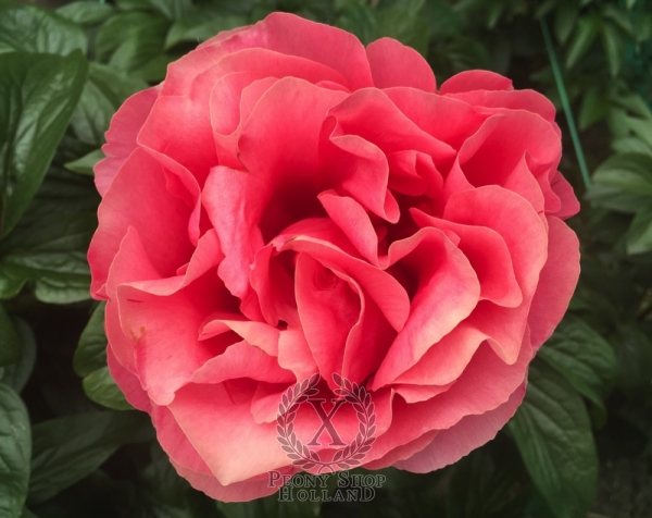 Peony Valentine's Kiss®