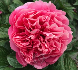 Thumbnail of Peony Valentine's Kiss®, image 10 of 10