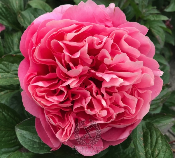 Peony Valentine's Kiss®, image 10 of 10