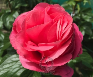 Thumbnail of Peony Valentine's Kiss®, image 2 of 10