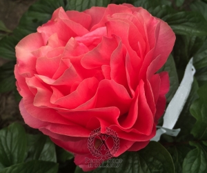 Thumbnail of Peony Valentine's Kiss®, image 4 of 10