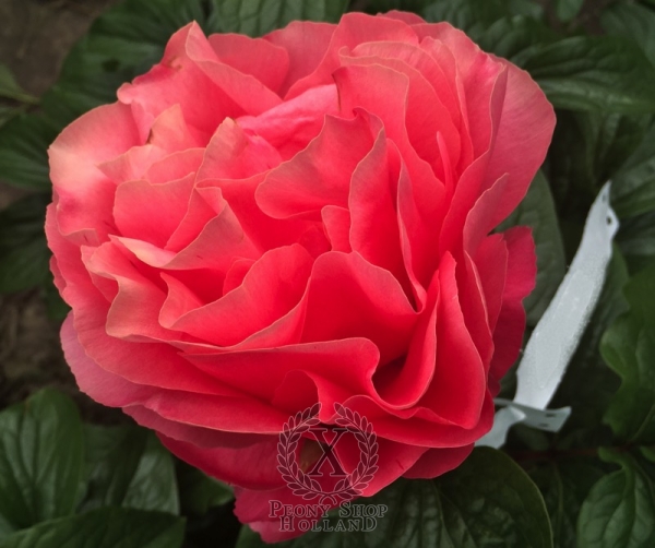 Peony Valentine's Kiss®, image 4 of 10