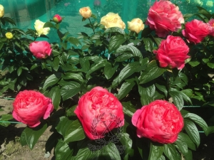 Thumbnail of Peony Valentine's Kiss®, image 5 of 10