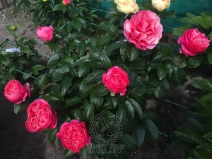 Thumbnail of Peony Valentine's Kiss®, image 6 of 10