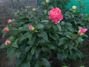 Thumbnail of Peony Valentine's Kiss®, image 7 of 10