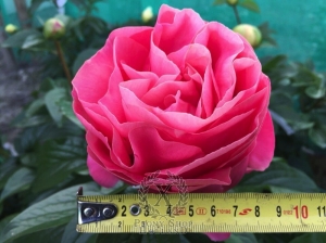 Thumbnail of Peony Valentine's Kiss®, image 8 of 10