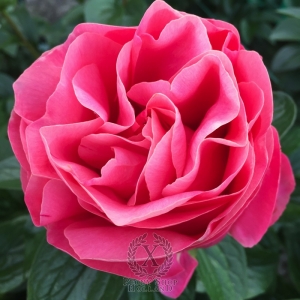 Thumbnail of Peony Valentine's Kiss®, image 9 of 10