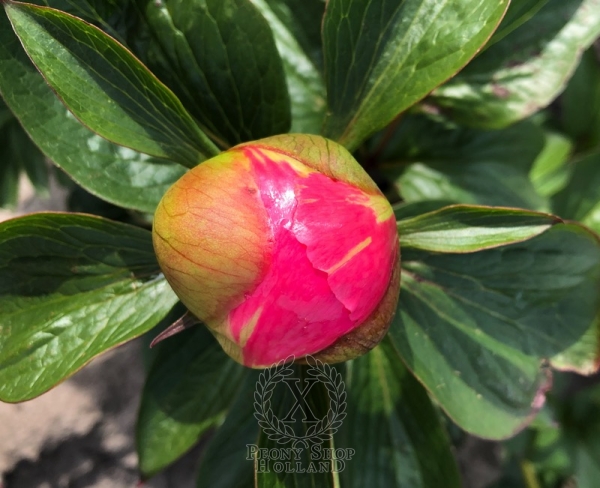 Peony Venus Genetrix, image 5 of 6