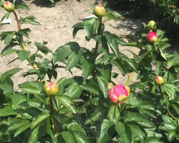 Peony Venus Genetrix, image 6 of 6