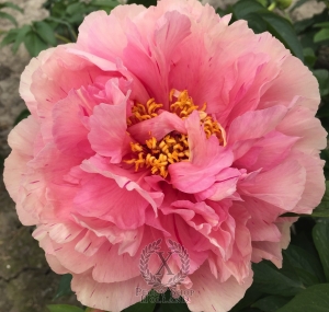 Thumbnail of Peony Venus Verticordia, image 1 of 4