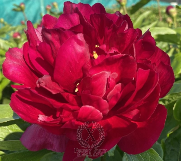 Peony Vespasian