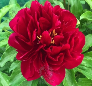 Thumbnail of Peony Vespasian, image 2 of 6