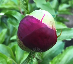 Thumbnail of Peony Vespasian, image 4 of 6