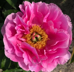 Thumbnail of Peony Vibia Sabina, image 1 of 5